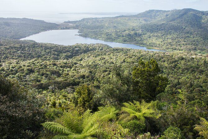 Auckland West Coast Half-Day Private Tour - How the Experience Comes to Life