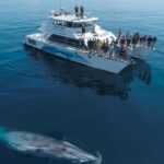 Auckland: Whale and Dolphin Watching Half-Day Eco Cruise - The Real Value of This Tour