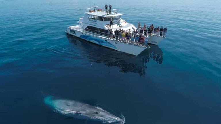 Auckland: Whale and Dolphin Watching Half-Day Eco Cruise - The Real Value of This Tour