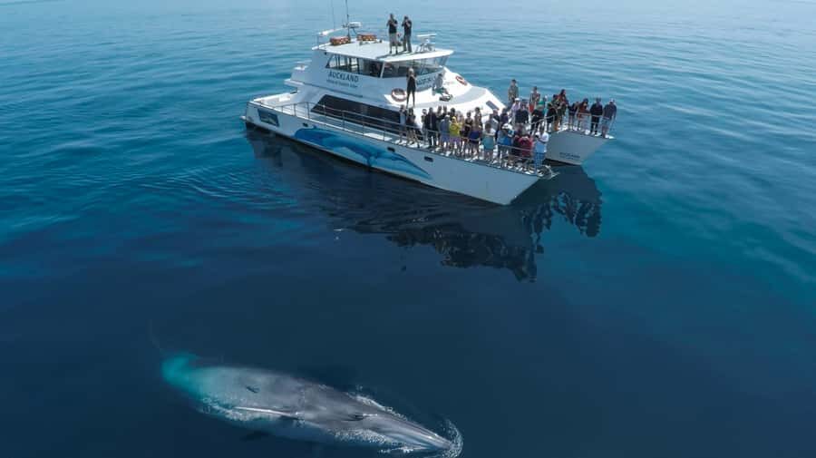 Auckland: Whale and Dolphin Watching Half-Day Eco Cruise - The Real Value of This Tour