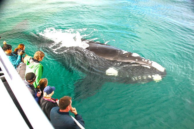 Augusta Whale Watching Eco Tour - Why the Experience Is Worth the Price