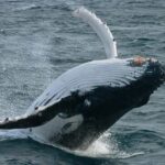 Augusta: Whale Watching Tour - Why We Love This Tour