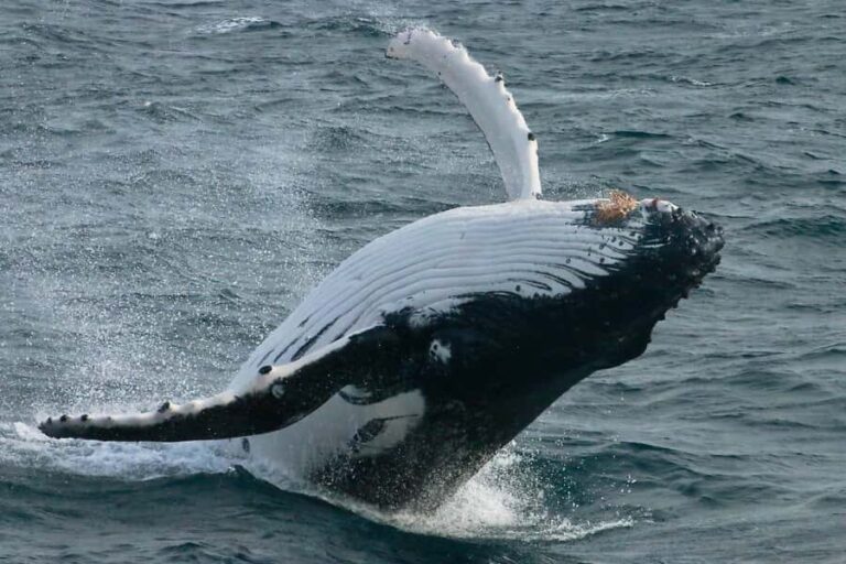 Augusta: Whale Watching Tour - Why We Love This Tour