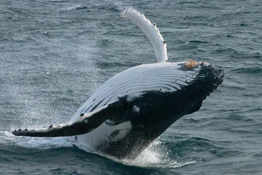Augusta: Whale Watching Tour - Why We Love This Tour