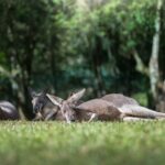 Australia Zoo Day Trip from Noosa /Sunshine Coast Region - Transport and Small Group Experience