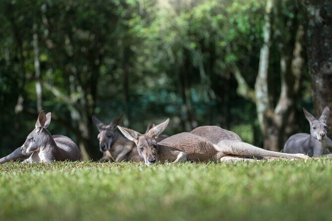 Australia Zoo Day Trip from Noosa /Sunshine Coast Region - Transport and Small Group Experience