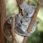 Australia Zoo Transfer from Noosa and Sunshine Coast - Who Will Love This Tour?