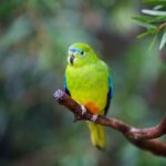 Australian Experience at Werribee Open Range Zoo - excl. entry - What to Expect from the Tour at Werribee Open Range Zoo