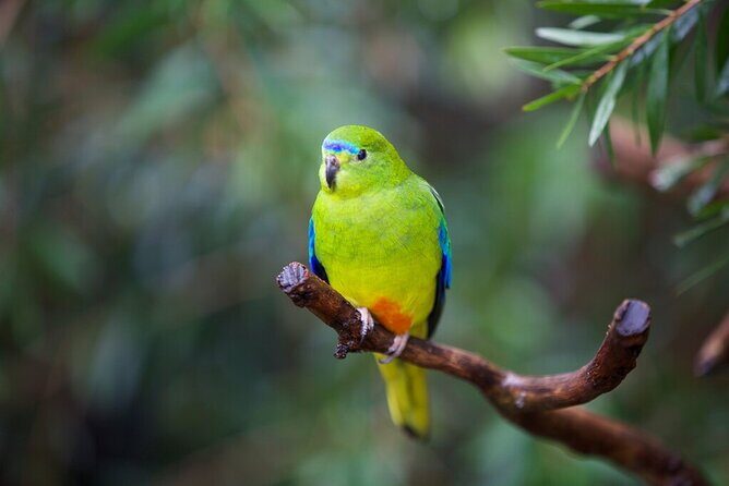 Australian Experience at Werribee Open Range Zoo - excl. entry - What to Expect from the Tour at Werribee Open Range Zoo