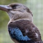 Australian Wildlife Tour at Melbourne Zoo Ticket - excl. entry - The Sum Up