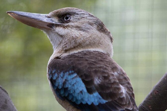 Australian Wildlife Tour at Melbourne Zoo Ticket - excl. entry - The Sum Up