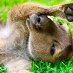 Baby Animals, Boomerangs and BBQ Lunch - The Itinerary Breakdown