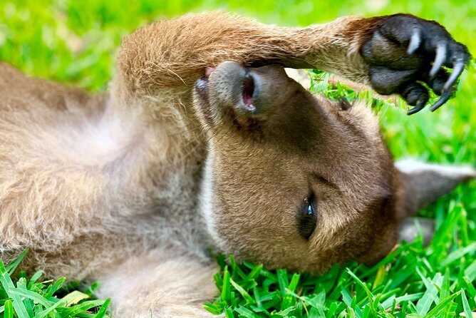 Baby Animals, Boomerangs and BBQ Lunch - The Itinerary Breakdown