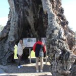 Barossa and Hahndorf Day Trip from Adelaide Including Wine Tasting and Lunch - The Itinerary Breakdown