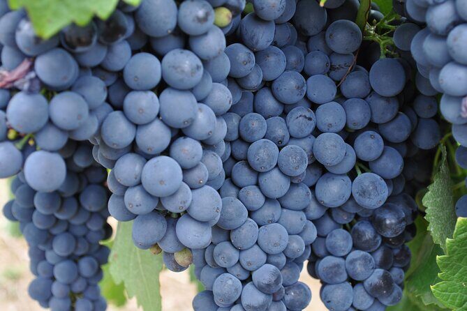 Barossa and Hahndorf Wine Tasting and Sightseeing Tour - Practical Tips and Considerations