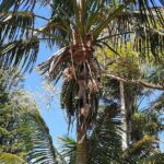 Bauntis Farm and Industry Tour in Norfolk Island - A Detailed Look at Each Stop