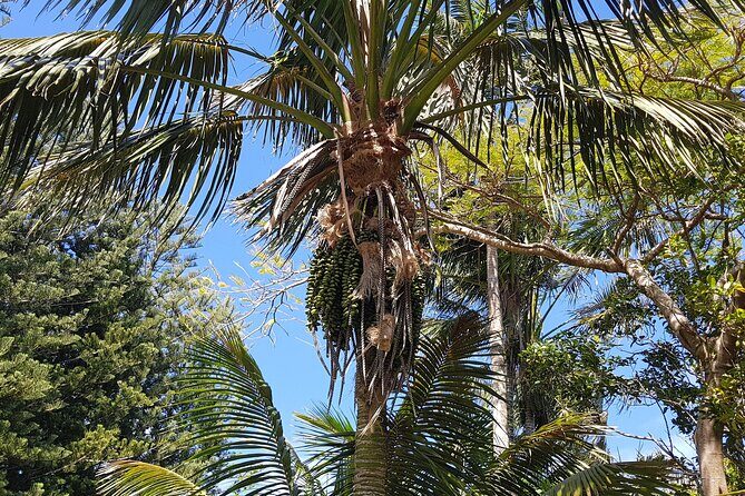 Bauntis Farm and Industry Tour in Norfolk Island - A Detailed Look at Each Stop