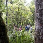 Bay of Islands Shore Excursion: Puketi Rainforest Guided Walk - The Value of this Experience