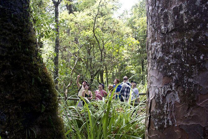Bay of Islands Shore Excursion: Puketi Rainforest Guided Walk - The Value of this Experience