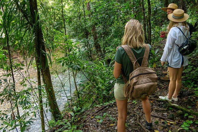 Beautiful Daintree Waterfall Walk, Magical Swim & Heavenly Lunch - Transportation & Group Size