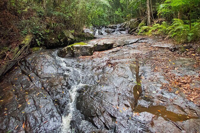 Bellthorpe Rainforest Private Tour - Real Experiences: What Past Travelers Say