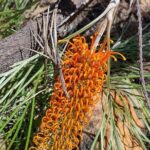 Berry Springs + Crocodile Cruise + Rooftop Sunset - What’s Included and What’s Not