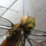 Bespoke Private Tour of Sydney - What’s Included and What’s Not