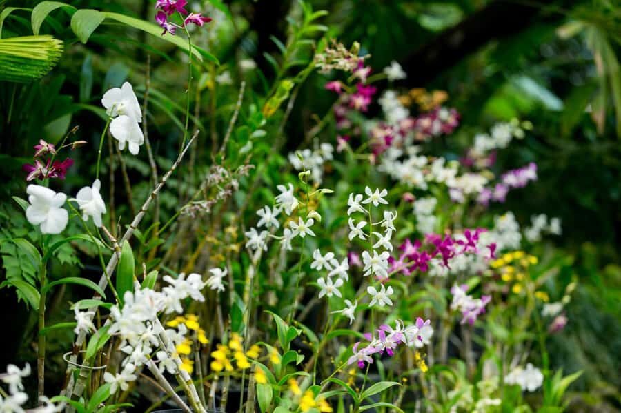 Best of Nadi Highlights - Cultural Insight at Viseisei Village