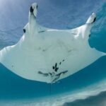 Best of Ningaloo Mantas and More - Practical Details and What They Mean for You