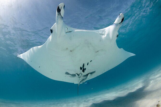 Best of Ningaloo Mantas and More - Practical Details and What They Mean for You