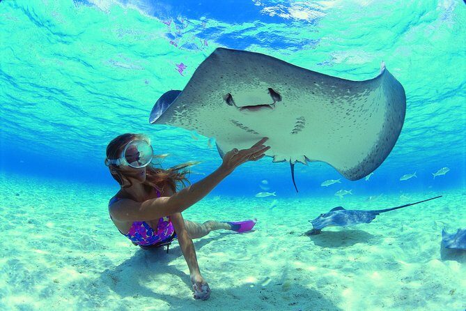 Best Way to Interact with Ocean Wildlife with Lunch. 6H - Who Will Love This Tour?