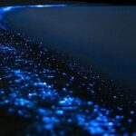 Bioluminescence Kayak Tour - Est. 1994 - Who Is This Tour Best For?
