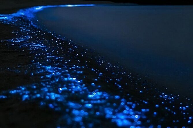 Bioluminescence Kayak Tour - Est. 1994 - Who Is This Tour Best For?