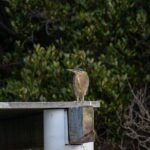 Bird Watching Kayak Tour - Price and Value