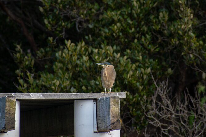 Bird Watching Kayak Tour - Price and Value