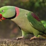 Birdworld Kuranda Entry Ticket - Analyzing the Value