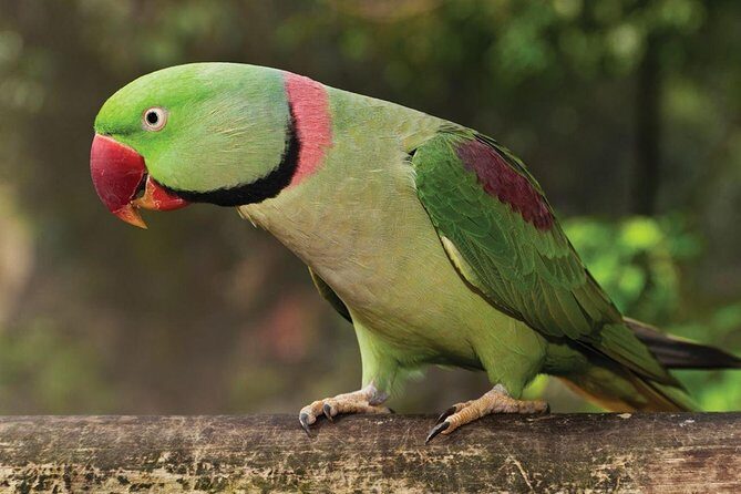 Birdworld Kuranda Entry Ticket - Analyzing the Value