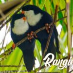 Blue Lagoon - PRIVATE ISLAND Pink sand beach and wildlife reserve - Analyzing the Value