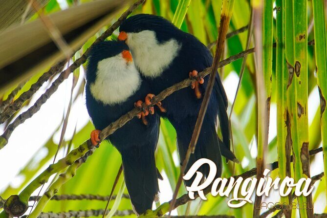 Blue Lagoon - PRIVATE ISLAND Pink sand beach and wildlife reserve - Analyzing the Value