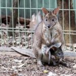 Blue Mountains Private Tour | Koala, Kangaroo, & Waterfalls Day - The Itinerary Breakdown: What to Expect