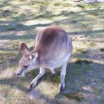 Blue Mountains Private Tour with Kangaroo and Koala Experience - Experience Quality and Value
