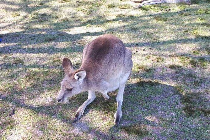 Blue Mountains Private Tour with Kangaroo and Koala Experience - Experience Quality and Value