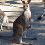 Blue Mountains Sunset Tour | See Kangaroos & Koalas (Private Tour) - In-Depth Review: Exploring the Blue Mountains Sunset Tour