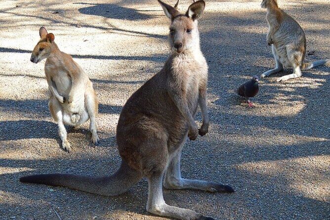 Blue Mountains Sunset Tour | See Kangaroos & Koalas (Private Tour) - In-Depth Review: Exploring the Blue Mountains Sunset Tour