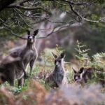 Blue Mountains Sunset Waterfalls Wildlife Tour From Sydney - The Experience of the Tour: What Travelers Say