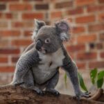 Blue Mountains Wildlife Full-Day Sights and Hiking from Sydney - Discovering Lesser-Known Lookouts