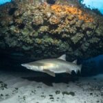 Bondi: Shark Dive at Bushrangers Bay for Certified Divers - The Itinerary in Detail