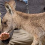 Bonorong Wildlife Park and Richmond Afternoon Tour from Hobart - Price and Value