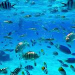 Bora Bora: 1/2 day Coral Discovery tour - Shared tour - Who Is This Tour Best For?