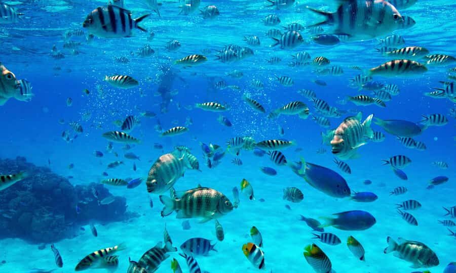 Bora Bora: 1/2 day Coral Discovery tour - Shared tour - Who Is This Tour Best For?